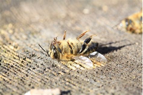 Können Bienen Krankheiten übertragen Bienen Gesundheit