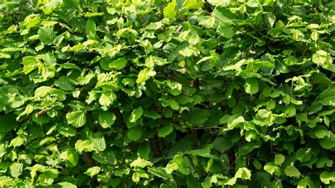 Über uns Garten Landschaftspflege Mathis Habenicht