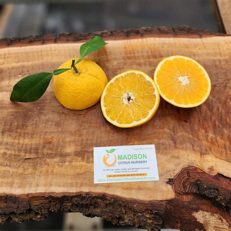 Glen Navel Orange Trees For Sale Madison