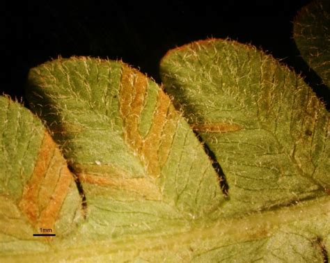 Osmunda Cinnamomea Osmundaceae Image 184415 At PhytoImages Siu Edu