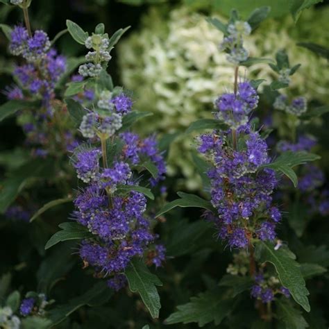 BEYOND MIDNIGHT Bluebeard Proven Winners ColorChoice Flowering Shrubs