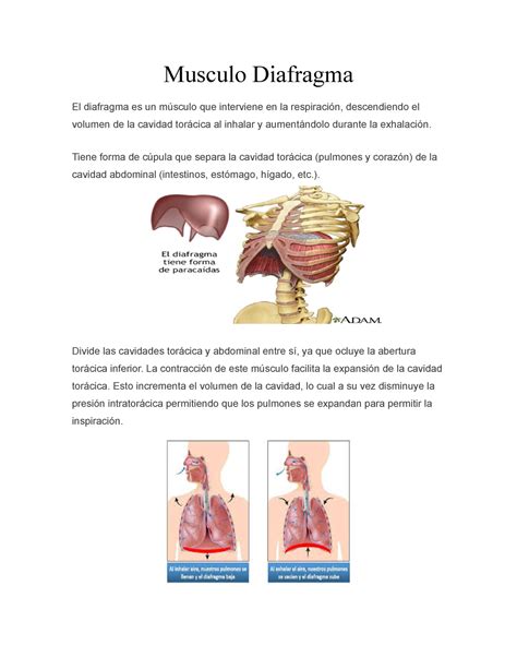 9 Musculo Diafragma Tema 9 De La Catedra De Morofofisiologia II De La