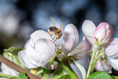 Una Abeja Recoge El N Ctar De Una Flor Violeta Imagen De Archivo