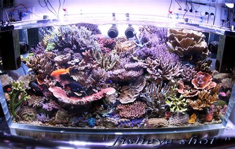 Dominated SPS Tank From Thailand Reef Tank Saltwater Aquarium Tank