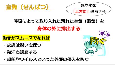 鍼灸学生さん集まれこれであなたも東洋医学が分かる第16回 肺の役割について りょうじのブログ Cmon