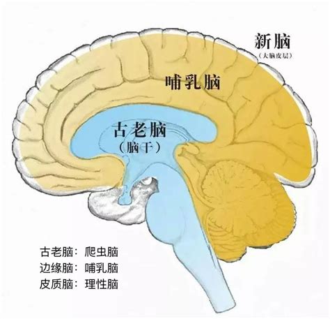 “ip情感定位”背后的脑科学 鸟哥笔记