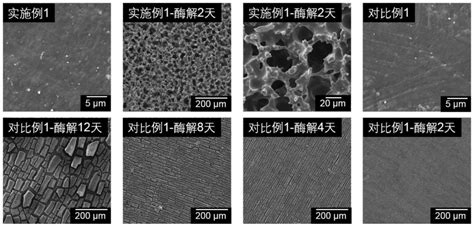 一种可快速降解的生物基聚酯酰胺弹性体及其制备方法和应用