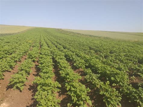 Ziemniaki Zdj Cie Fotka Foto Numer Galeria Rolnicza Agrofoto