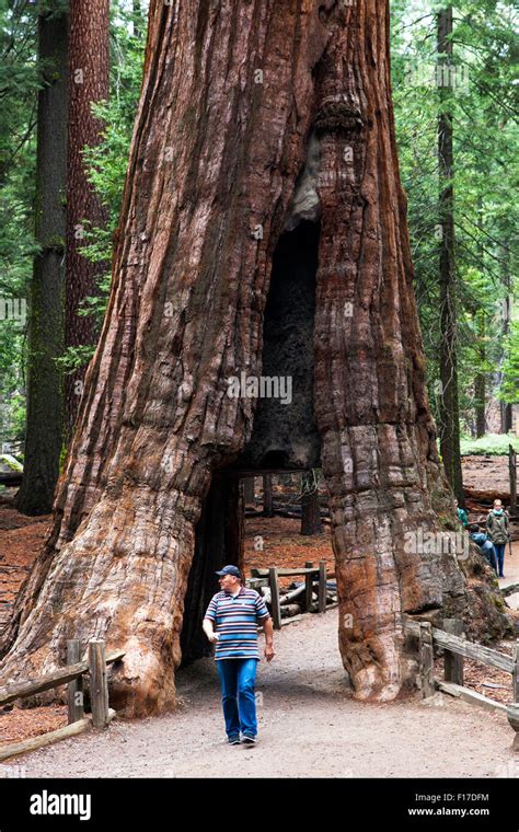 Giant Sequoia in Mariposa Grove, Yosemite National Park, California ...