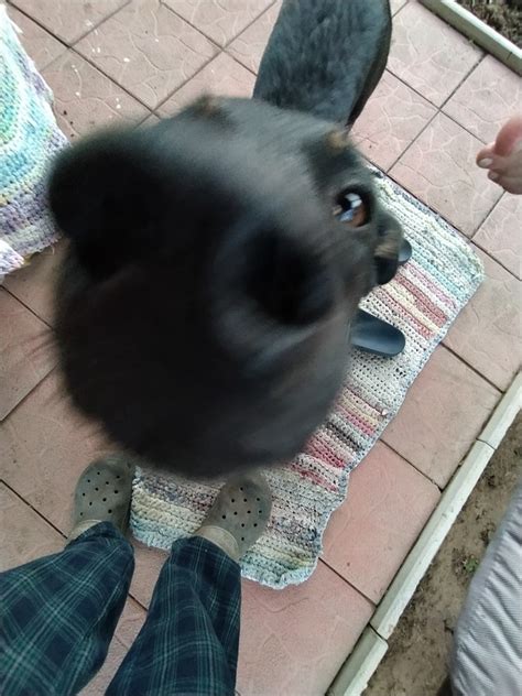 Create meme "rabbits of the breed, animals , animals rabbits ...