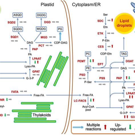 Genomic And Transcriptomic Features Of Central Carbon Metabolism In C