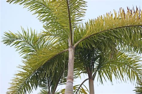 A Guide To The Common Types Of Palm Trees In Australia Ultimate Backyard