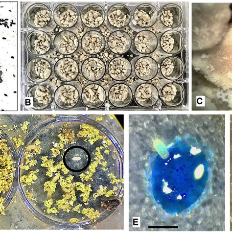 Bioassay Using First Instar Larvae Of Hypothenemus Hampei A