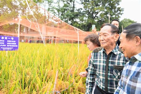 Father Of Hybrid Rice Makes Vital Breakthrough Shine News