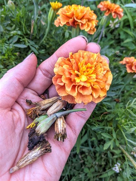 Harvesting Marigold Seeds Learn How To Save Marigold Seeds Bunnys