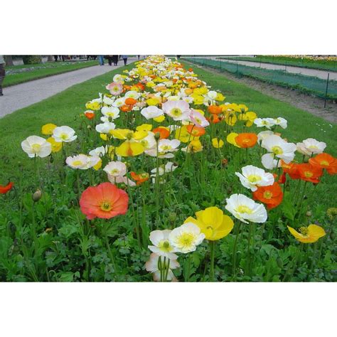 Pavot D Islande Papaver Nudicaule Mrs Seeds Gazondirect Fr