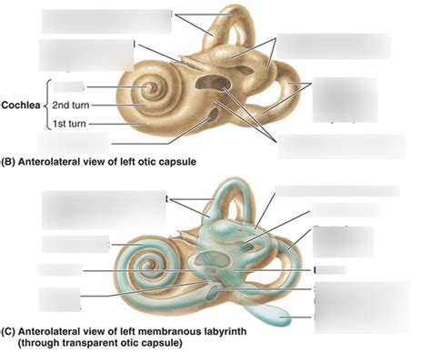 otic capsule Diagram | Quizlet