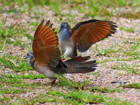 Dove Species Pictures Zebra Doves Birds Bird Species Turtledove
