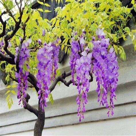 10 Japanese Wisteria Floribunda Flower Purple Ornamental Vine Climber