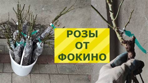Розы от Фокино. - YouTube