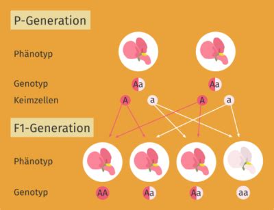 Mendelsche Regeln Definition Zusammenfassung Easy Schule