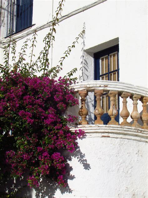 Fotos gratis planta blanco flor ventana edificio balcón fachada