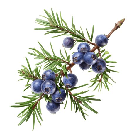 Juniper Berry On Branch Berries And Leaves Of Juniper, Aromatherapy