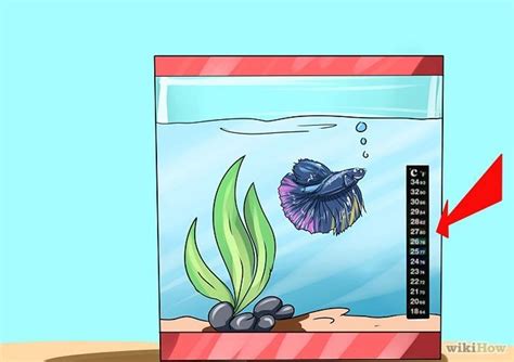 6 Ways To Tell If A Betta Fish Is Sick Wikihow Betta Fish Betta