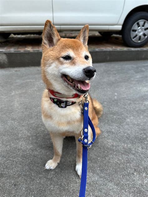 「人も犬も大好き～柴犬のク」埼玉県 犬の里親募集488356 3枚目の画像 ペットのおうち【里親決定25万頭！】