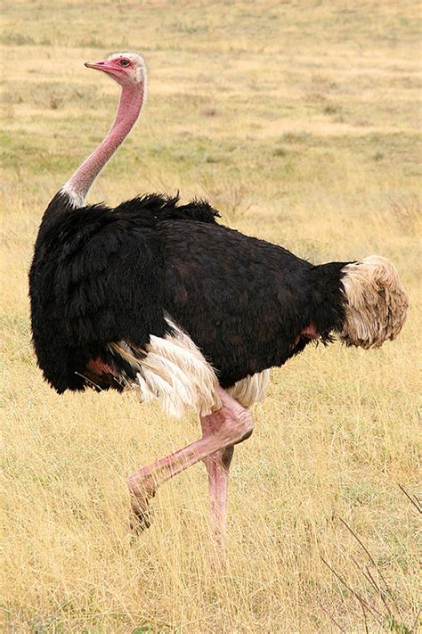 Ostrich Facts | Ostriches | African Animals