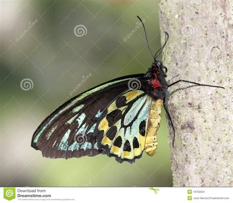 Borboleta Comum De Birdwing Troides Helena Foto De Stock Imagem De