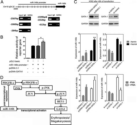 Transcription Of Mir 146b Gene Is Positively Regulated By Gata 1 A Download Scientific