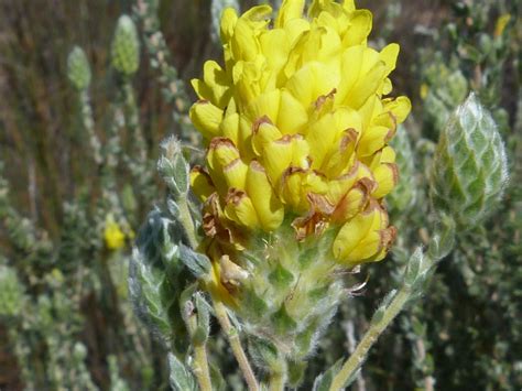 Fiveleaf Capegorse From Hawerland Farm West Coast Dc South Africa On