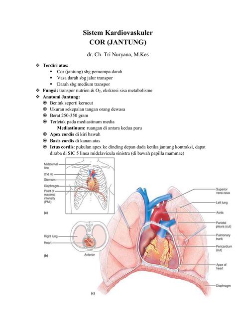 Sistem Kardiovaskuler Cor Jantung