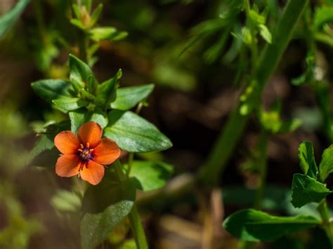 Bloom Small Orange - Free photo on Pixabay - Pixabay