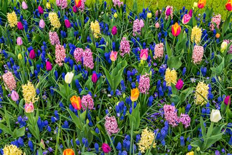 Blue Flower Pink Flower 1080p Colorful Flower Tulip Yellow Flower Purple Flower Field