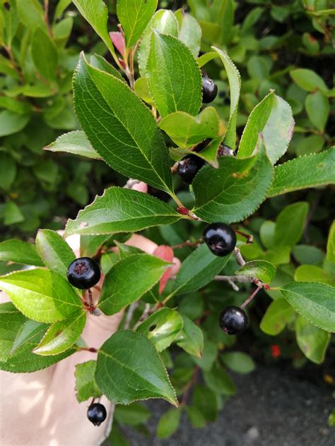 What's this black Huckleberry lookalike? : r/whatsthisplant