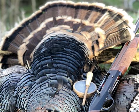 How To Hunt Merriams Wild Turkeys Project Upland