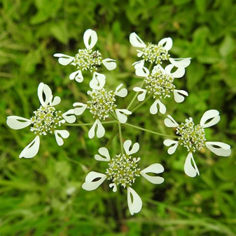 Famiglia Delle Apiaceae