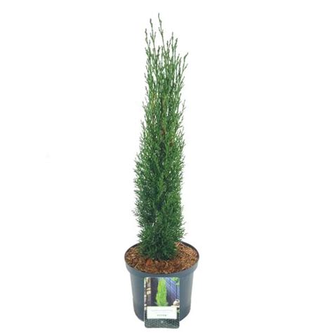 Cupressus Sempervirens Totem Plant Wholesale FlorAccess