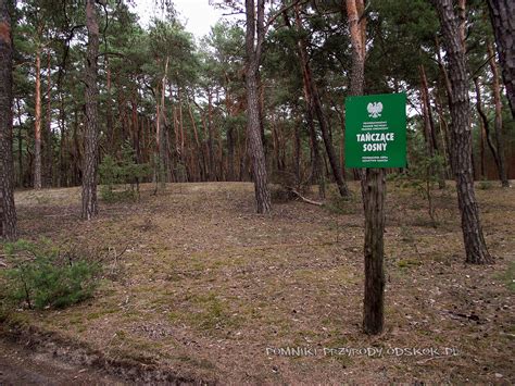 Tańczące Sosny w gminie Bojadła lubuskie Pomniki przyrody