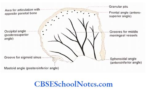 Bones Of The Skull Notes Cbse School Notes