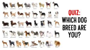 Quiz: Which Dog Breed Are You? - WomenWorking