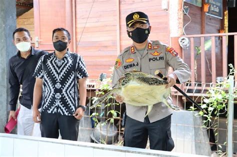 Polres Jembrana Gagalkan Penyelundupan Penyu Hijau Dari Jatim Lihat