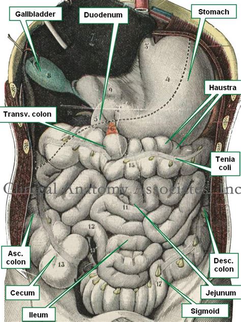 Taenia Coli Histology