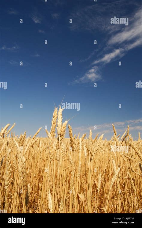 Wheat Field Southern Saskatchewan Canada Stock Photo Alamy