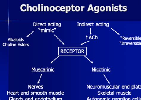 Pharmacology Of Cholinoceptor Agonists Flashcards Quizlet