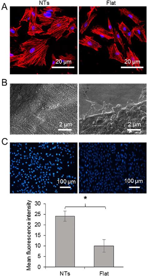 Cell Morphology Observation And Intracellular Ca Determination