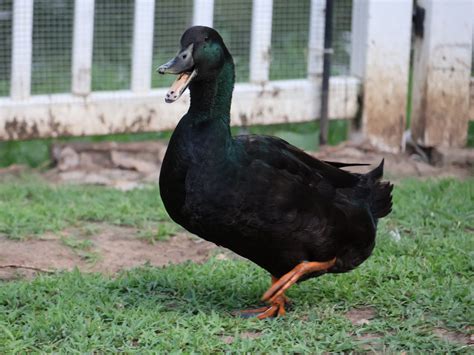 Male vs Female Ducks Explained: From Bills to Behaviors