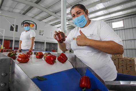 Balanza agroalimentaria registró en 2019 superávit de 9 mil 091 mdd